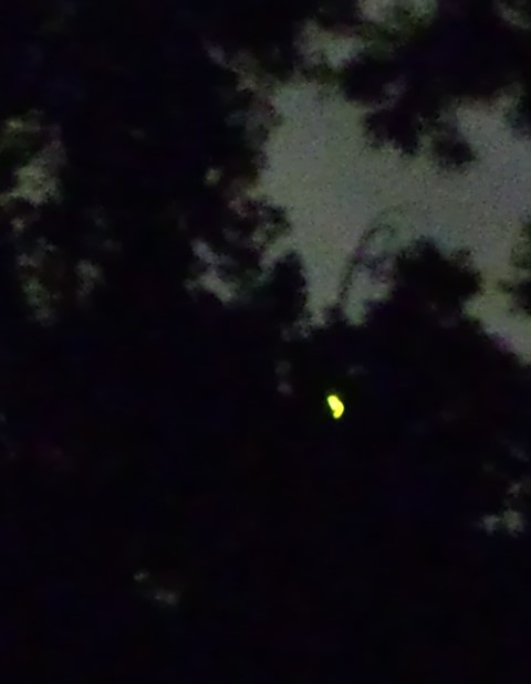 Firefly