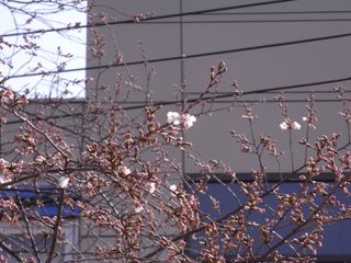 Sakura2011