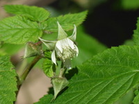 Rasberryflower